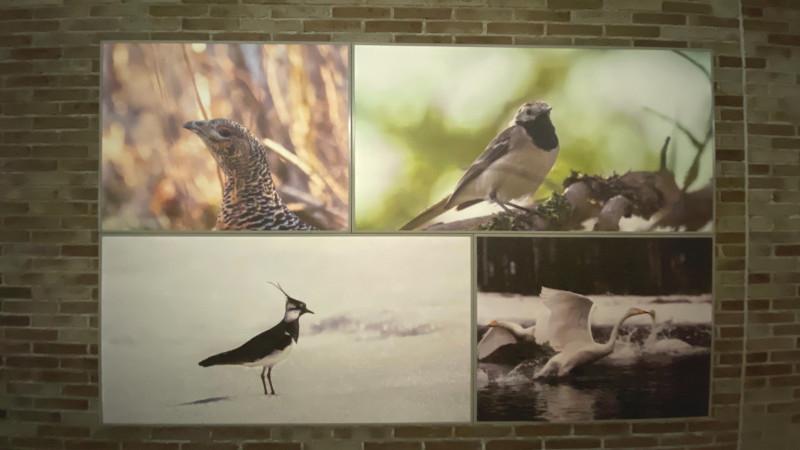 Hush Ecophon Acoustic panels