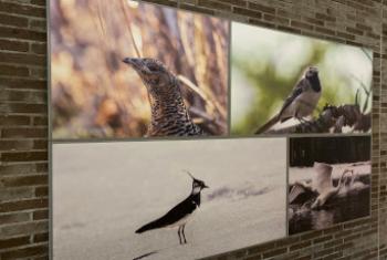 Hush Ecophon Acoustic panels